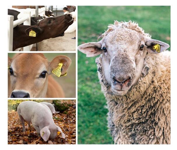 etiquetas RFID para gado