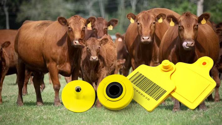 Etiqueta auricular eletrônica para gado