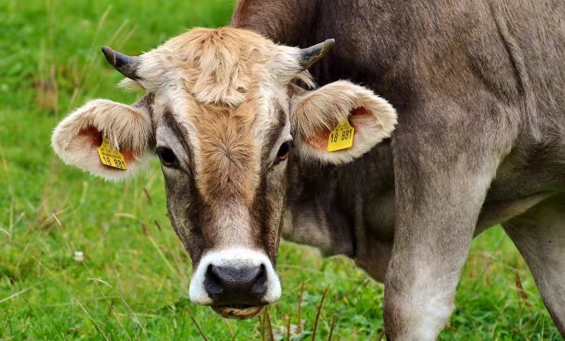 Tags auriculares para vacas