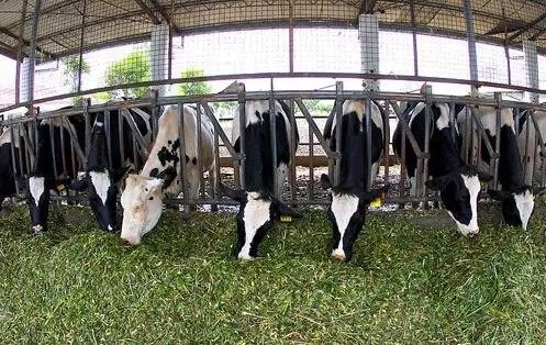 Aplicação do sistema de gestão de rastreabilidade de criação de animais RFID