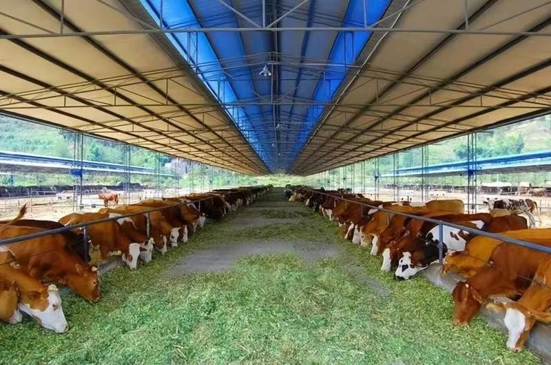 A era da inteligência digital para bovinos de corte chegou