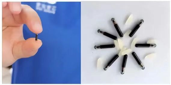 Implante chip eletrônico ou identificação biométrica completa, regulamentos relacionados à criação de cães da IOT e, em seguida, pousou