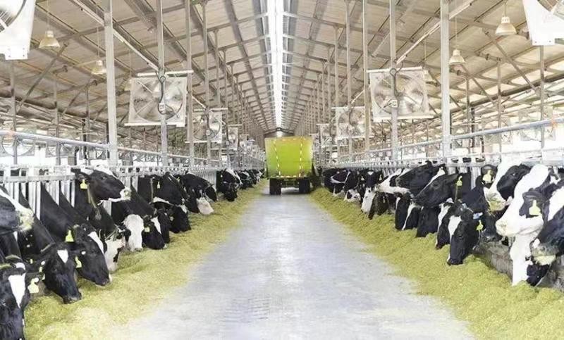 Brinco eletrônico UHF - melhora a competitividade do núcleo de inteligência digital das empresas agrícolas e pecuárias