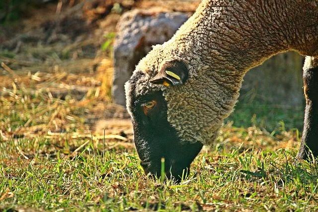 As cabras pretas em Qingyuan Lianshan "trabalham com um certificado"