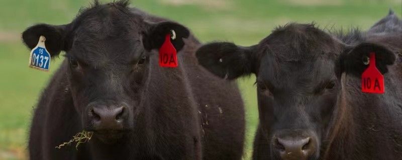 Qinghai Zhiduo: fazenda "nuvem" "sabedoria" pecuária