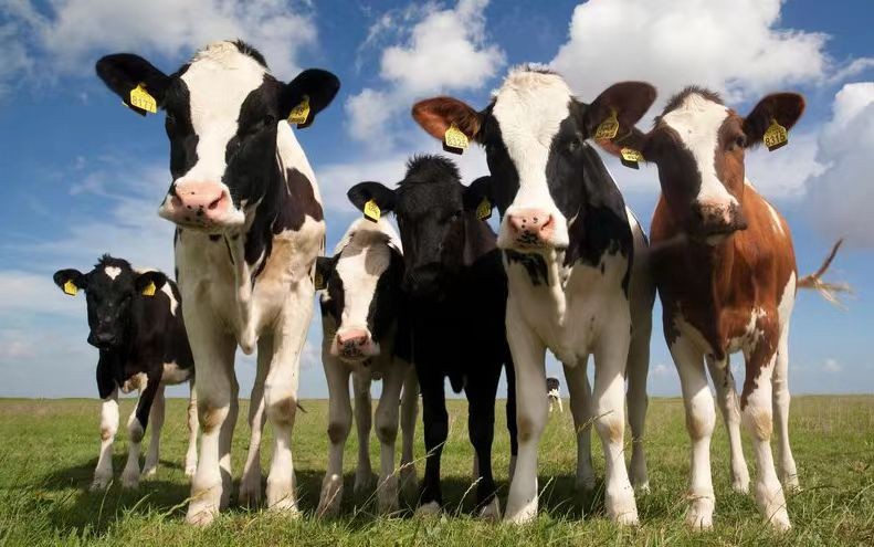 Aplicação de RFID na identificação e rastreamento de animais
