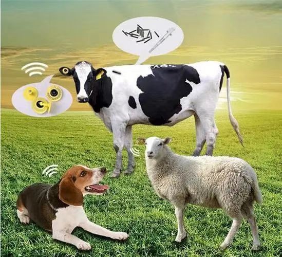 A Revolução RFID: O Próximo Passo na Medicina Veterinária, Gestão Mais Precisa da Identificação Animal