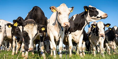 Como o RFID é usado para rastreamento de animais?