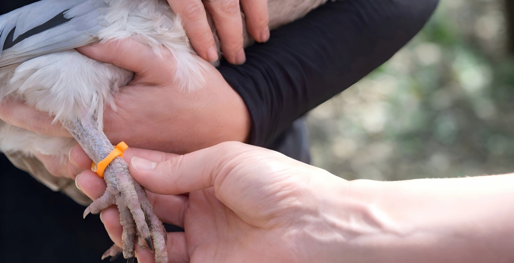 RFID leg band for poultry and pigeon identification
