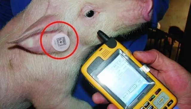 RFID solução de sistema de rastreabilidade de etiqueta de orelha de gado agrícola