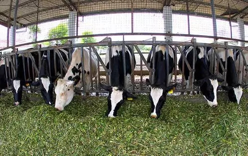 Aplicação do sistema de gestão de rastreabilidade pecuária RFID