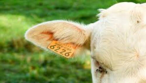 Etiquetas auriculares RFID para animais de baixa frequência vs. ultra-alta frequência: você fez a escolha certa?