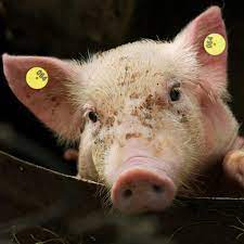 Seguro inovador para suínos no condado de Yunan, Yunfu, Guangdong, protege o desenvolvimento saudável da indústria suína