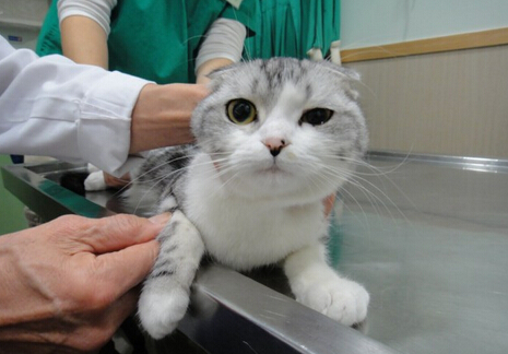Sistema de gerenciamento de pet RFID