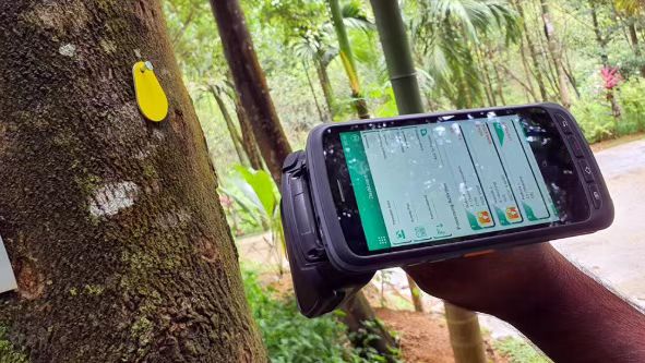 Empresa florestal do Sri Lanka usa tecnologia RFID para monitorar a saúde das árvores